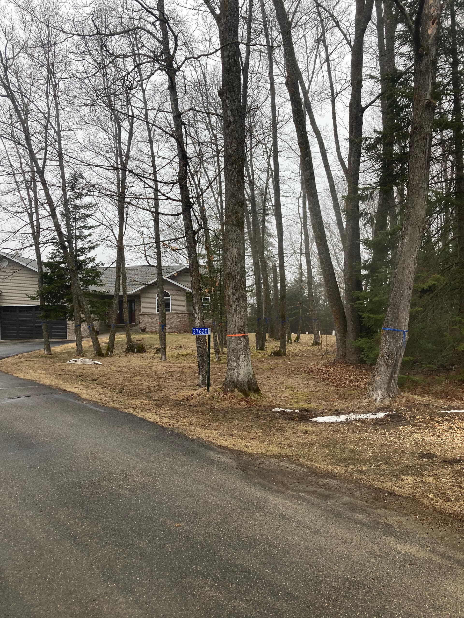 Gallery photos for 24 Trees Removed and a Yard Completely Opened Up: Image #1