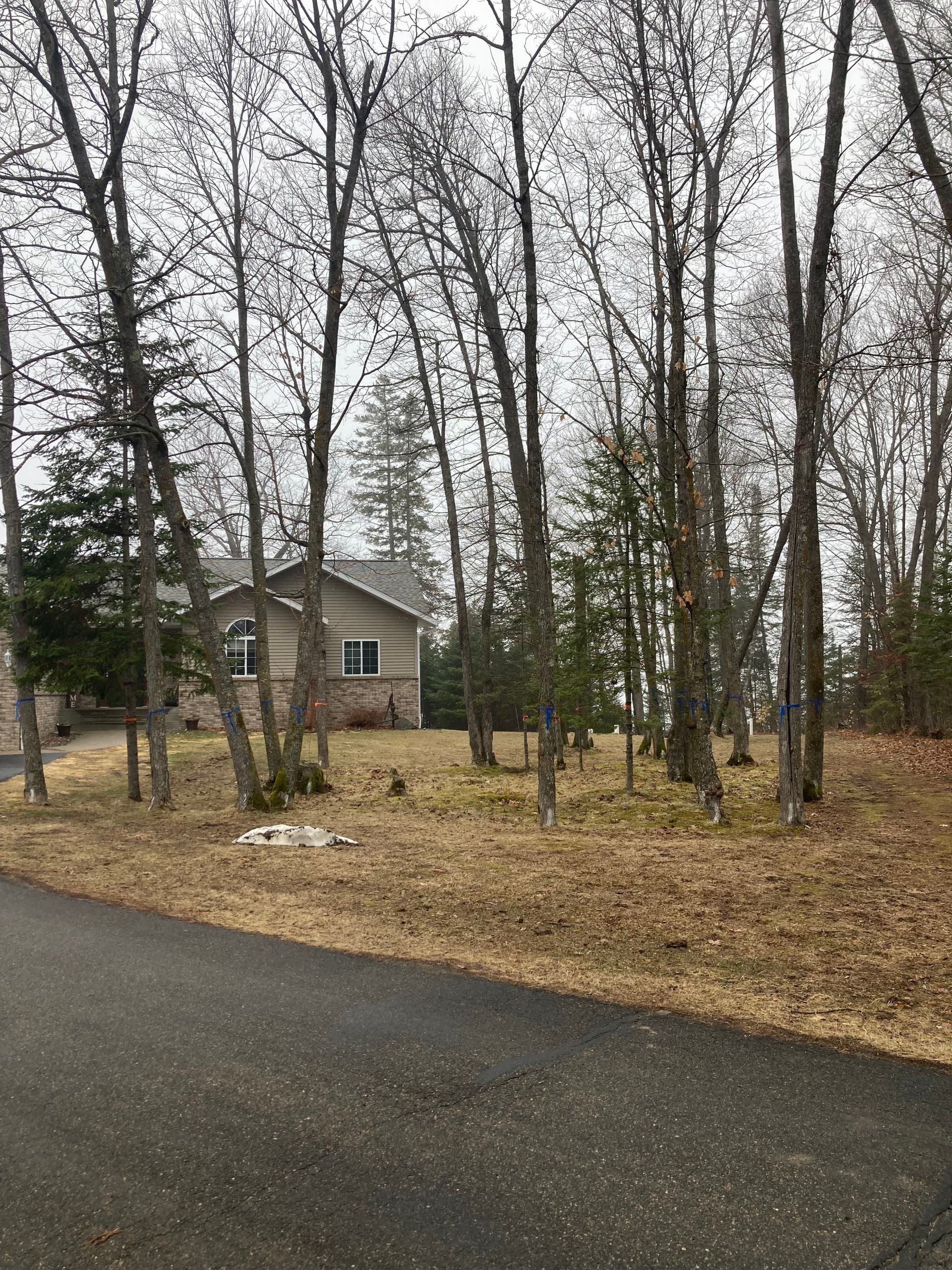 24 Trees Removed and a Yard Completely Opened Up image