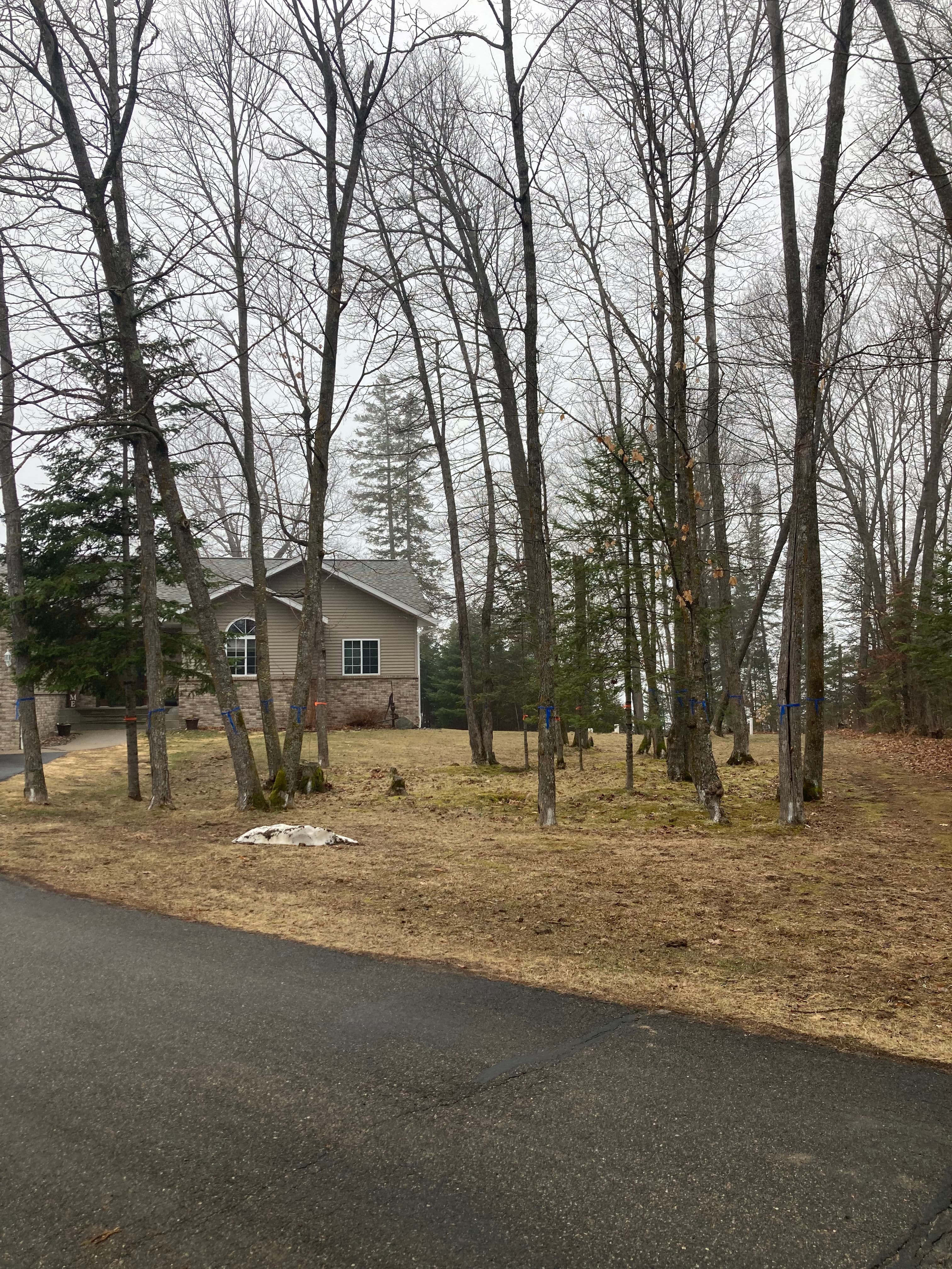 Project 24 Trees Removed and a Yard Completely Opened Up image