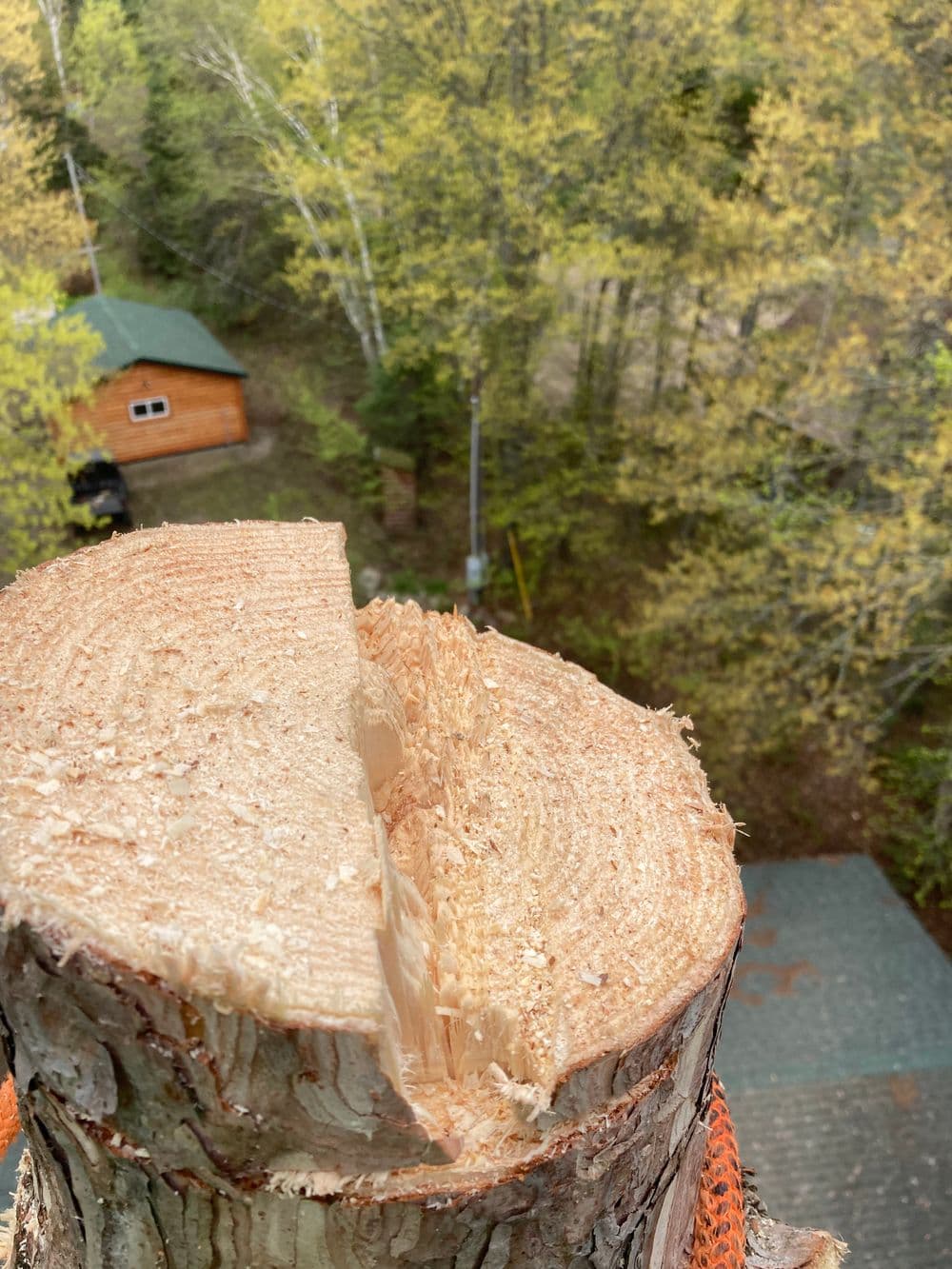 Cut tree trunk with visible wood grain and surrounding forest, showcasing nature’s texture.