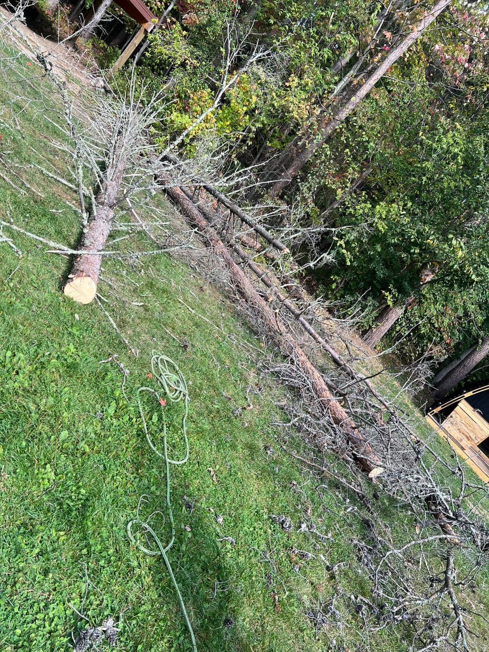 Downed tree branches and cut logs on green grass in a forested area.