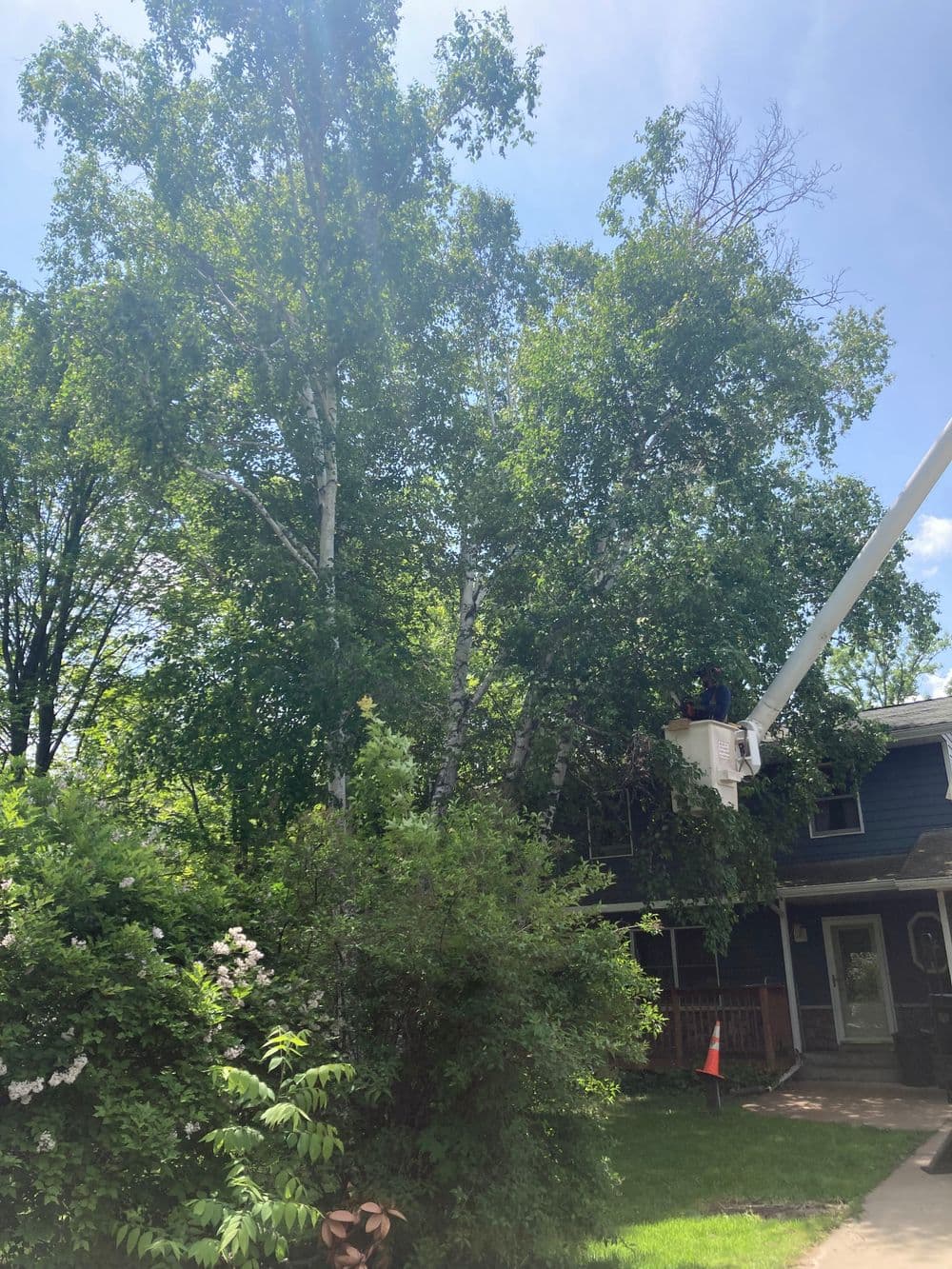Tree trimming service in progress on a residential property with lush green foliage.
