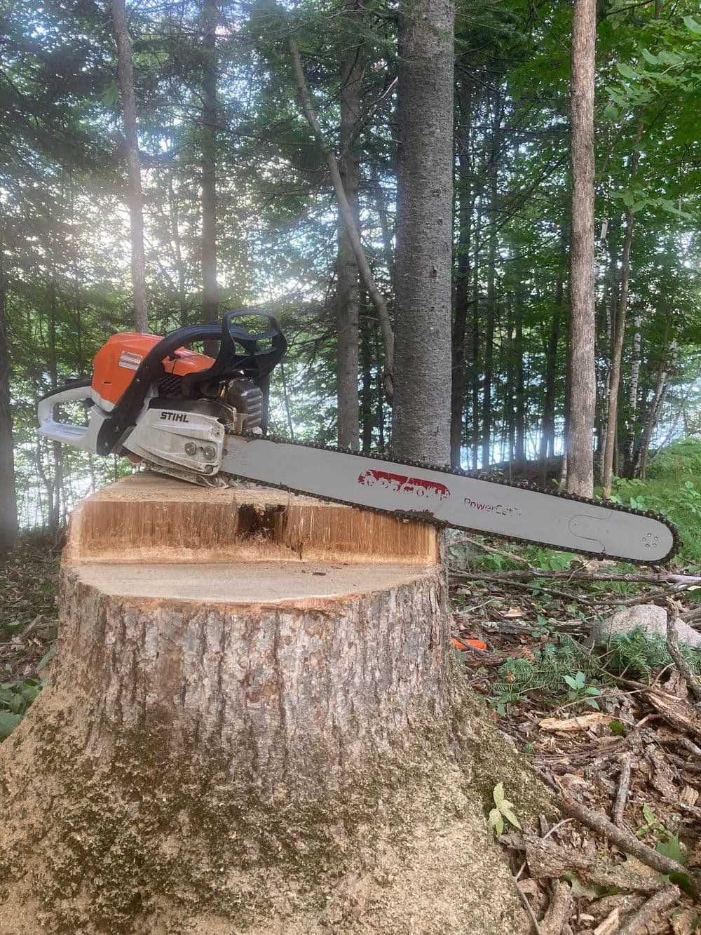 Stihl chainsaw resting on a tree stump in a forest setting with greenery and trees.